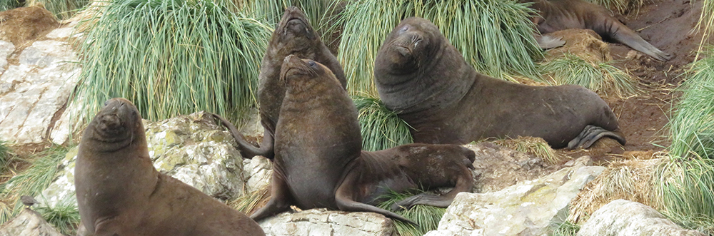 SEALS SOUTH ATLANTIC
Sea Lions
